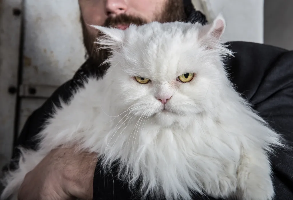 Thomas Jasper Cat